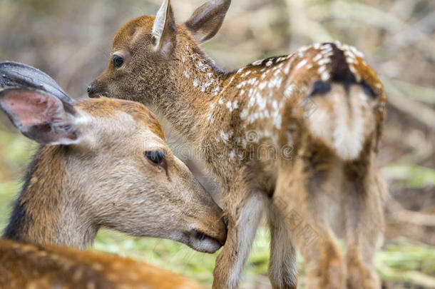 小鹿和鹿妈妈在森林里，专注于婴儿的眼睛