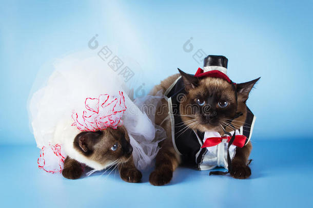 两只穿着婚礼服装的湄公河辫子猫