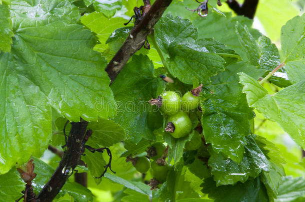 黑色醋栗与绿色未成熟浆果的分支