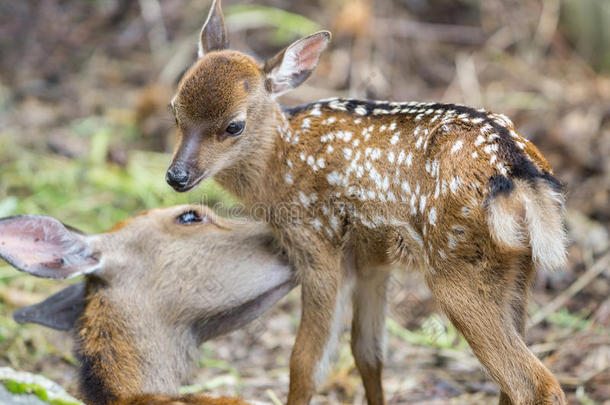 小鹿和鹿妈妈，专注于婴儿眼