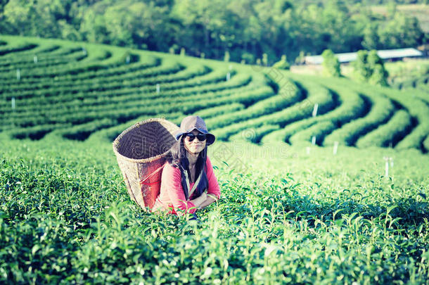 亚洲茶女在种植园采摘茶叶