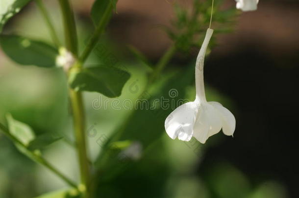 美丽的纯白色花朵挂在一根线上