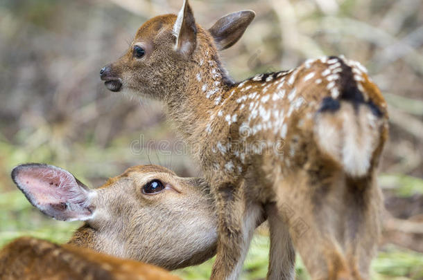 小鹿和鹿妈妈舔，专注于婴儿的眼睛