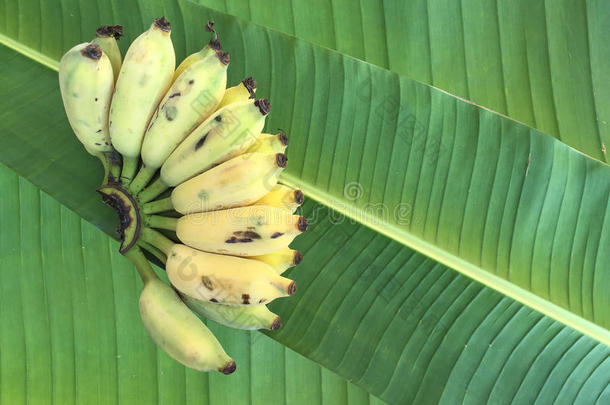 种植<strong>香蕉</strong>、泰国<strong>香蕉</strong>和绿色<strong>香蕉</strong>叶