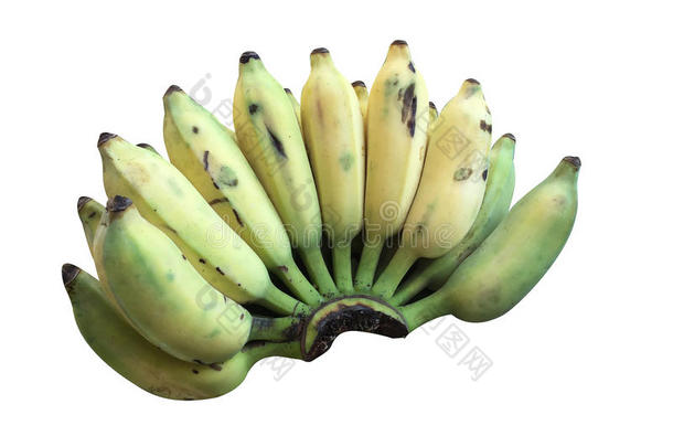 栽培<strong>香蕉</strong>、泰国<strong>香蕉</strong>和绿色<strong>香蕉</strong>叶