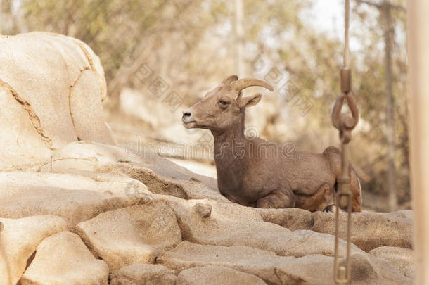 沙漠大角羊，猫王