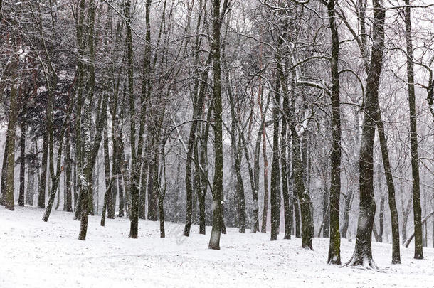 冬天森林里美丽的降雪