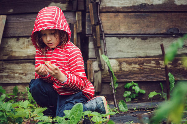 穿着条纹雨衣的女孩在雨天的夏天花园里<strong>采摘</strong>新鲜的有机<strong>草莓</strong>