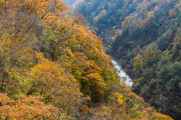 北海道登贝特岛五颜六色的叶子谷