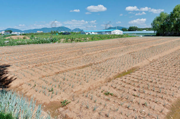 在韩国农村的田野里种植绿色洋葱床