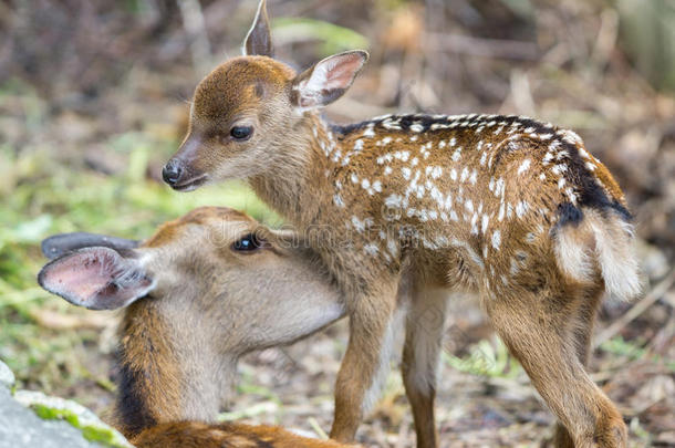 <strong>小鹿和鹿妈妈</strong>舔，专注于婴儿的眼睛
