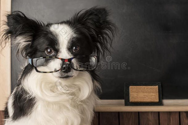 狗作为带眼镜的学校老师