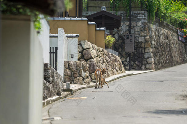 <strong>小鹿和鹿妈妈</strong>在宫岛的街道上