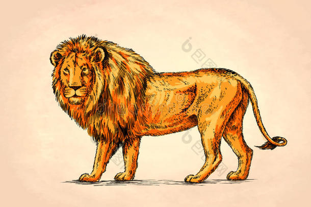 水墨画狮子插图