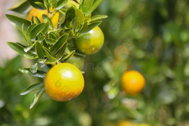 果园新鲜橙果，清洁水果或流行水果背景，农业果园销售水果