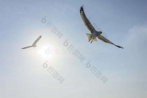 双飞海鸥