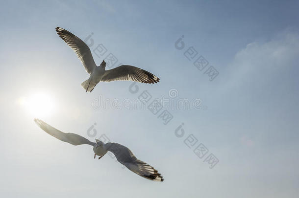 双飞海鸥