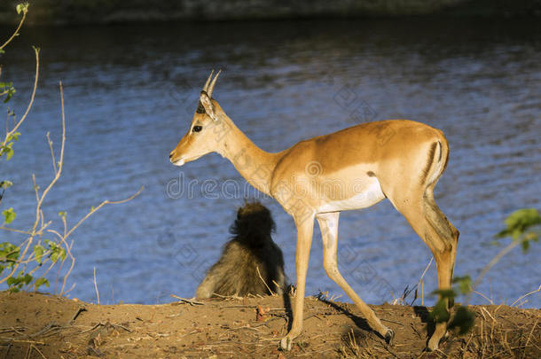 埃皮塞罗斯非洲动物羚羊生物圈