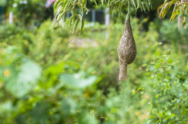 巴亚织布鸟在树枝上筑巢