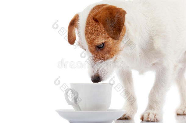 用一个白色的杯子繁殖小狗杰克·罗素