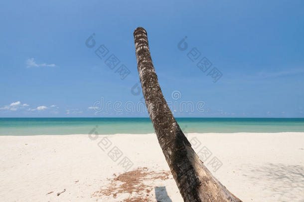 白色海滩上的死树(椰子