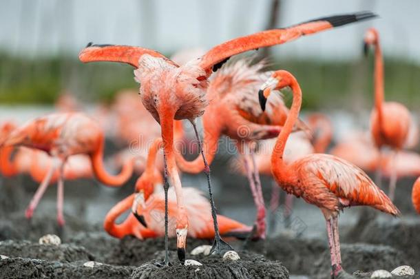 美国火烈鸟或加勒比火烈鸟(PhoenicopterusRuberRuber)。 大火烈鸟的殖民地在巢穴上。