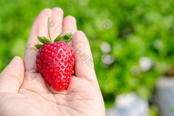 新鲜<strong>采摘</strong>的<strong>草莓</strong>。