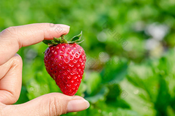 新鲜草莓手工采摘。