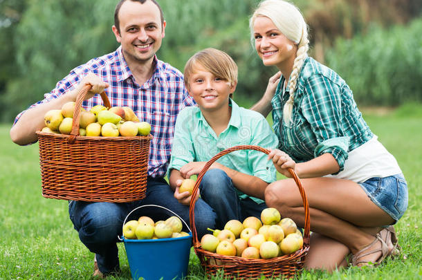 家庭在花园里收获苹果
