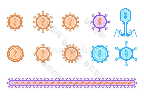噬菌体生物学细胞冠状病毒登革热