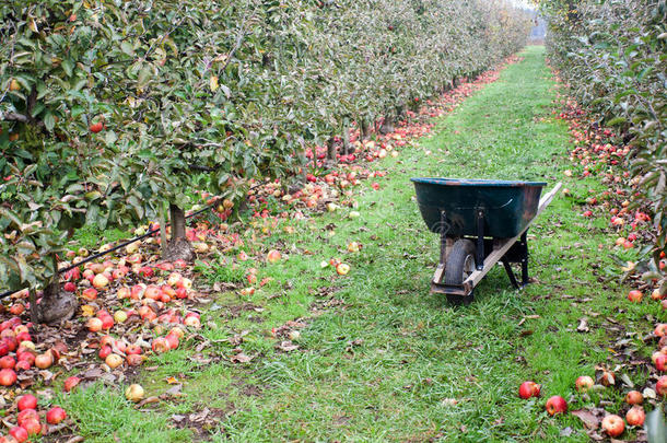 农业苹果手推车农场对于