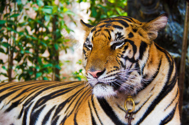 动物亚洲亚洲的泰国老虎