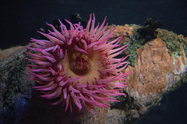 肌动蛋白银莲花动物水族馆水生的