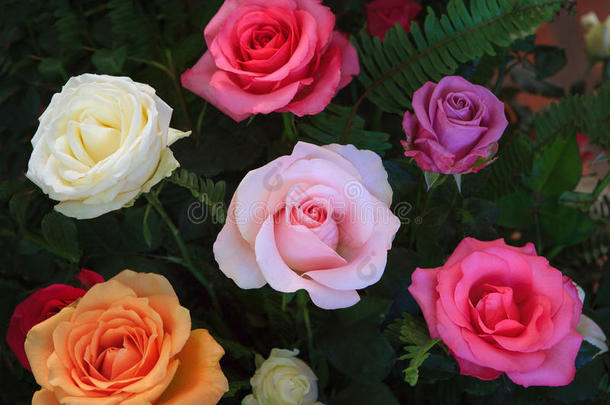 关闭美丽的各种颜色的盛开玫瑰花束装饰绿叶植物