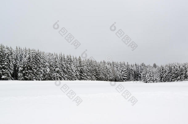 冬天降雪期间的森林