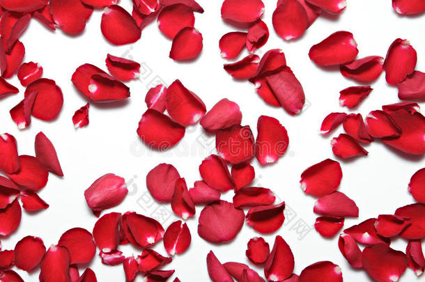 白色背景上美丽的红色玫瑰花瓣。 情人节