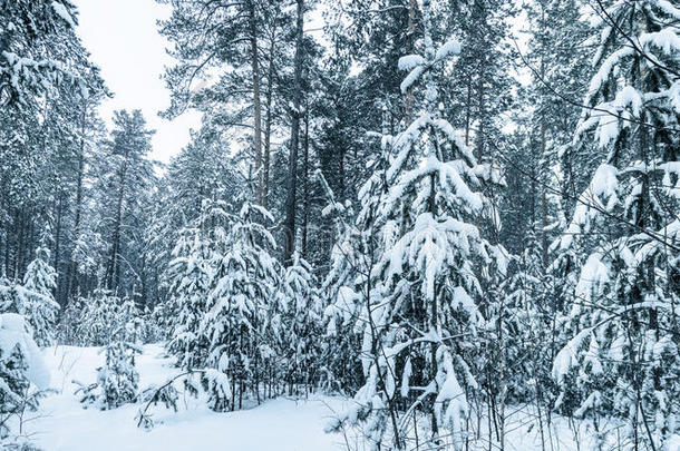 冬季森林里被雪覆盖的树木
