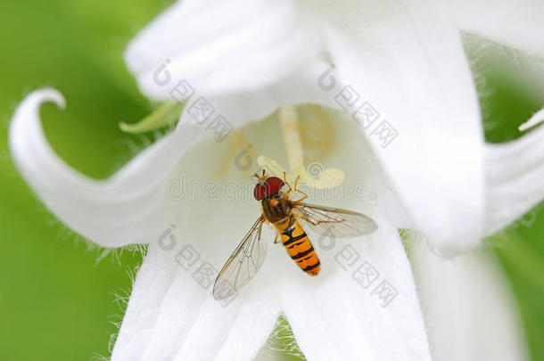 一只盘旋的苍蝇蜜腺在白色的Pouffe乳白色的钟花上