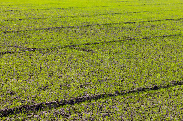 开裂的绿色水稻幼苗。