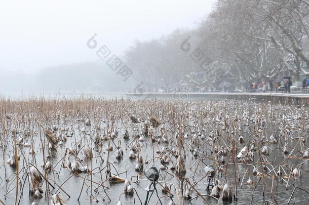 中国杭州西湖西湖的垂死莲花在雪后的冬天