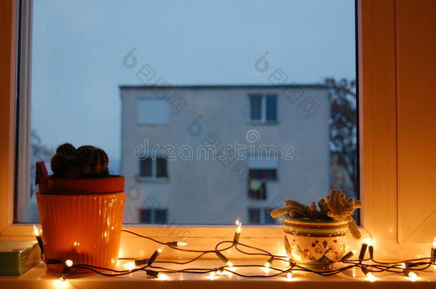橱窗里的仙人掌和圣诞灯