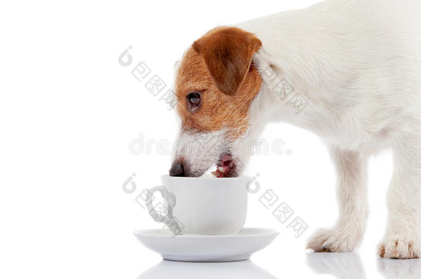 狗的品种杰克罗素猎犬和白色杯子。