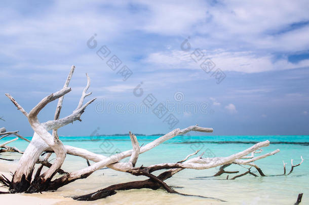 古老的枯树躺在蓝天下的海洋海滩上