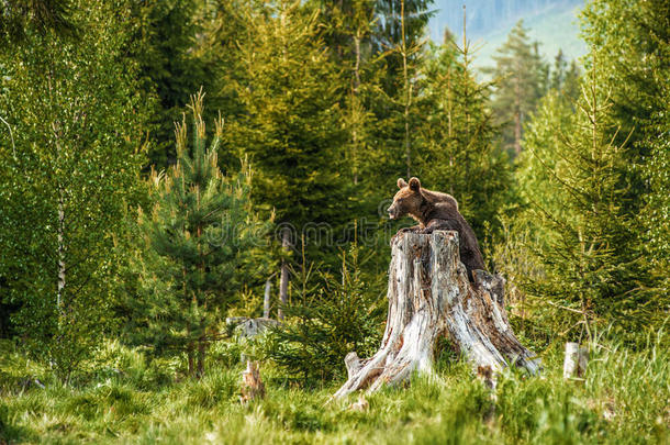 大棕熊在自然界或森林，野生动物，会见熊，动物在自然界