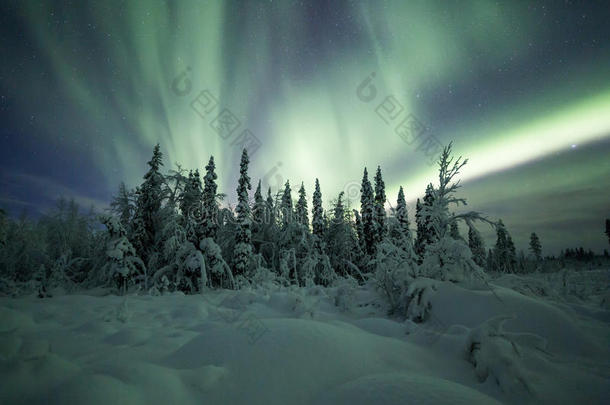 北极光（北极光）在芬兰，拉普兰森林