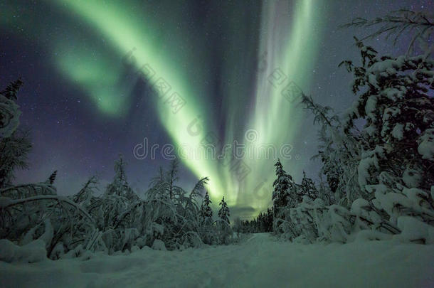 北极光（北极光）在芬兰，拉普兰森林
