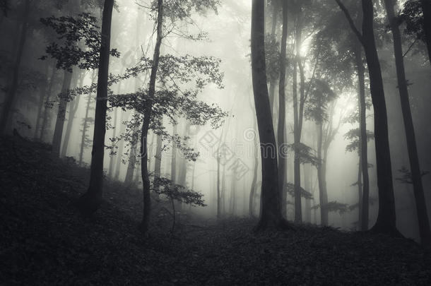 万圣节有神秘雾的黑暗幻想森林