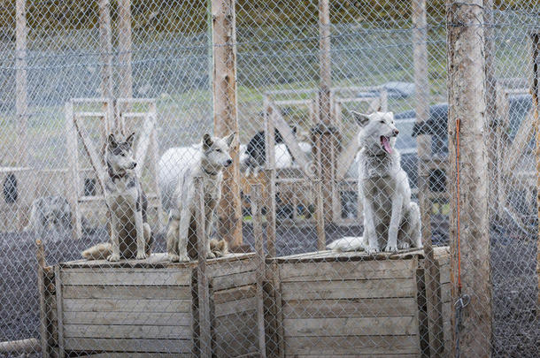 北极雪橇狗在他们的狗窝里，北极，斯瓦尔巴特