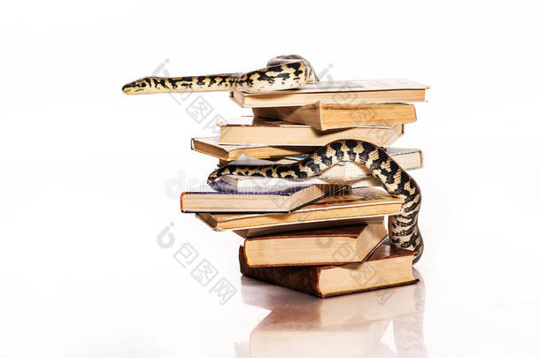 白色背景上的书和蛇