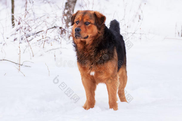 雪上的大黑红狗